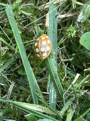 Calvia quindecimguttata