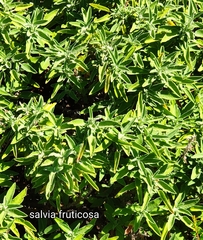 Salvia officinalis