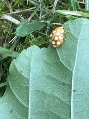 Calvia quindecimguttata