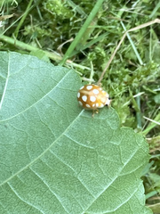 Calvia quindecimguttata