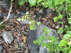 Thalictrum sparsiflorum