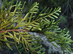 Libocedrus