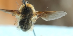 Bombylius minor
