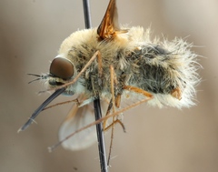 Bombylius minor