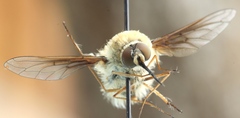 Bombylius minor