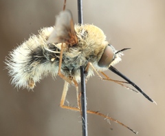 Bombylius minor