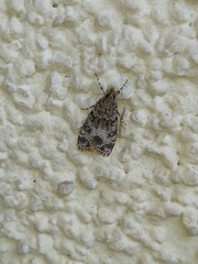 Eudonia lacustrata