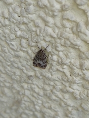 Eudonia lacustrata