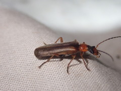 Podabrus alpinus