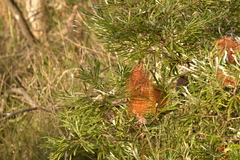 Banksia collina