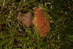 Banksia collina