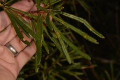 Banksia collina