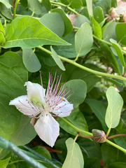 Capparis spinosa