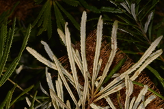 Banksia collina