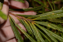 Banksia collina