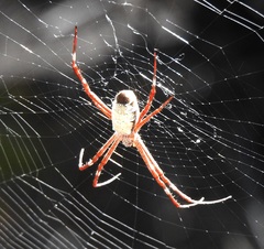 Argiope radon