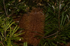 Banksia collina