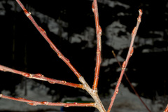 Salix petiolaris