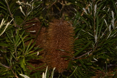Banksia collina