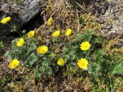 Potentilla × villosula