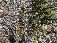 Cassiope tetragona