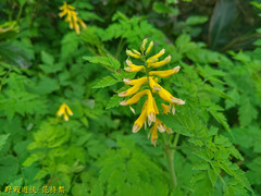 Corydalis formosana