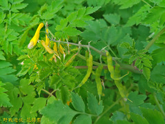 Corydalis formosana