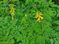 Corydalis formosana