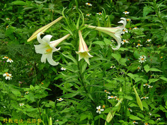 Lilium longiflorum scabrum