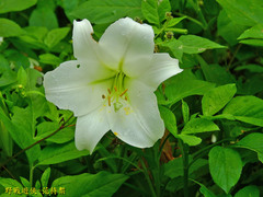 Lilium longiflorum scabrum