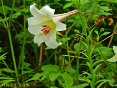 Lilium longiflorum scabrum