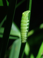 Orthosia cerasi