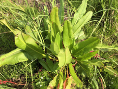 Rumex arcticus