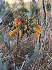 Grevillea refracta