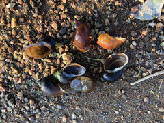 Ladislavella atkaensis