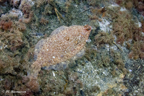 Lemon sole (Microstomus kitt) — Pleuronectidae