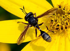 Physocephala furcillata