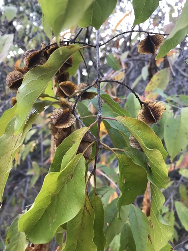 Thicket bushwillow (Combretum padoides)