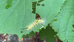 Calliteara pseudabietis