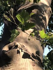 Platanus × hispanica