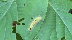 Calliteara pseudabietis