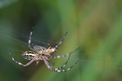 Argiope bruennichi