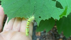 Calliteara pseudabietis