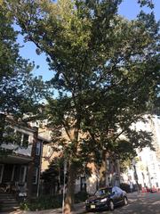 Platanus × hispanica