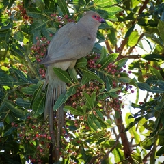 Urocolius indicus indicus