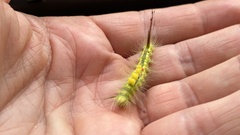 Calliteara pseudabietis