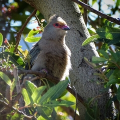 Urocolius indicus indicus