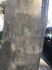 Platanus × hispanica