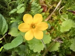 Sibthorpia peregrina