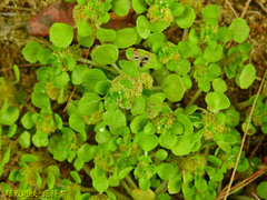 Pilea peploides major